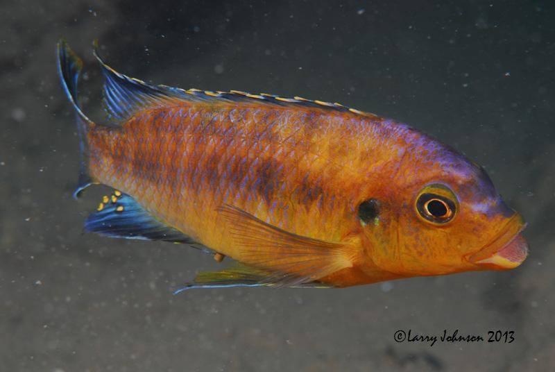 Petrotilapia kitrinos 'Mumbo Island'